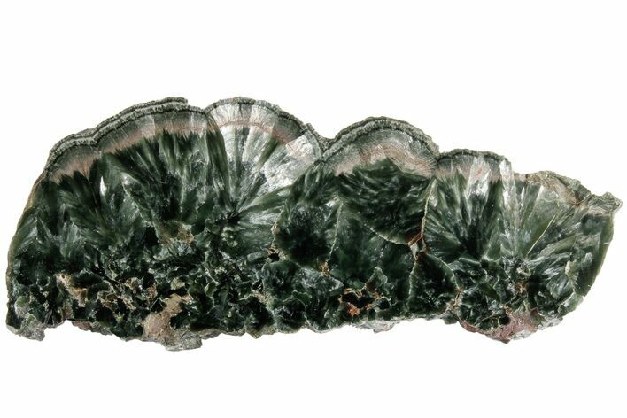 Polished Seraphinite Slab - Siberia #183475